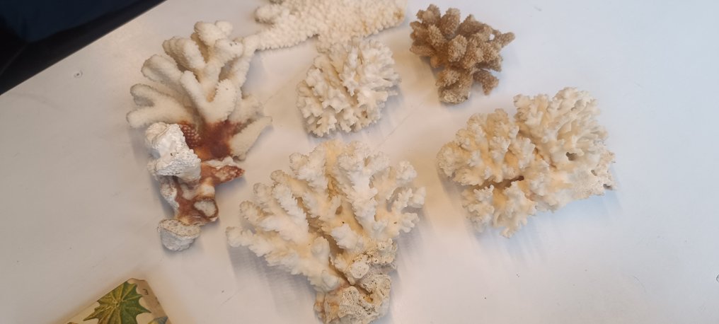 Coral Coral - Corals #4.3