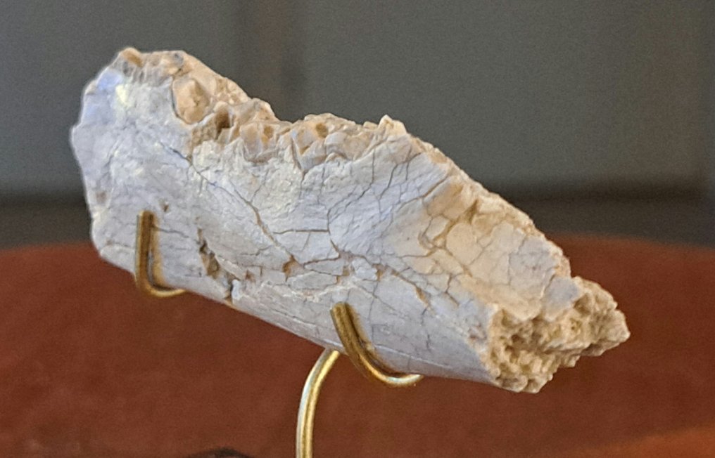 Hoplophoneus Sabertooth „pisică” Nimvarid - Maxilar parțial cu dinții P3, P4 și M1 - Smilodon. - Maxilar fosilizat - Hoplophoneus sp - 2.5 cm - 8 cm #2.1