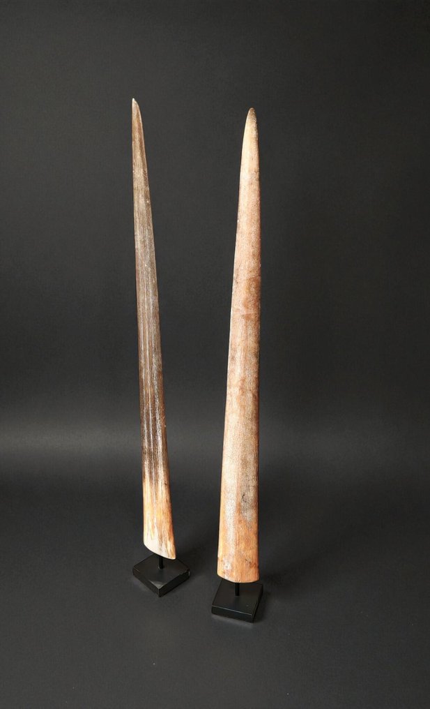 WITHOUT RESERVE PRICE - A pair of large swordfish rostrums on custom-made pedestals. Rostrum on stand - Xiphias Gladius - 81 cm - 7 cm - 7 cm- Non-CITES species - (2) #1.0