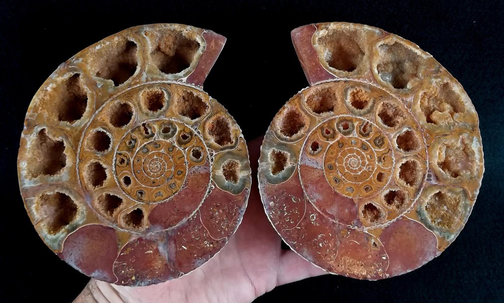 Ammonit - Tierfossil - Kranaosphinctes roedereri (Collignon) - 15.5 cm - 13.5 cm #1.0