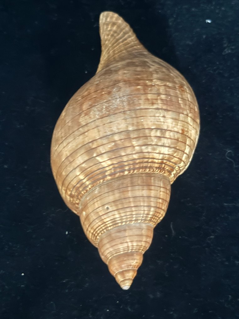 Lumaca di mare Conchiglia marina - S-75 FASCIOLARIA TULIPA  (Senza Prezzo di Riserva) #4.3