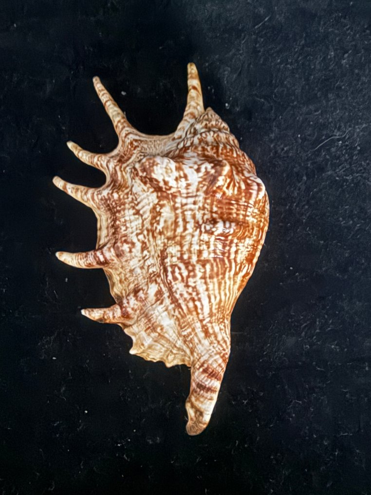 Zeeslak Zeeschelp - S-08 LAMBIS LAMBIS (Zonder Minimumprijs) #3.2