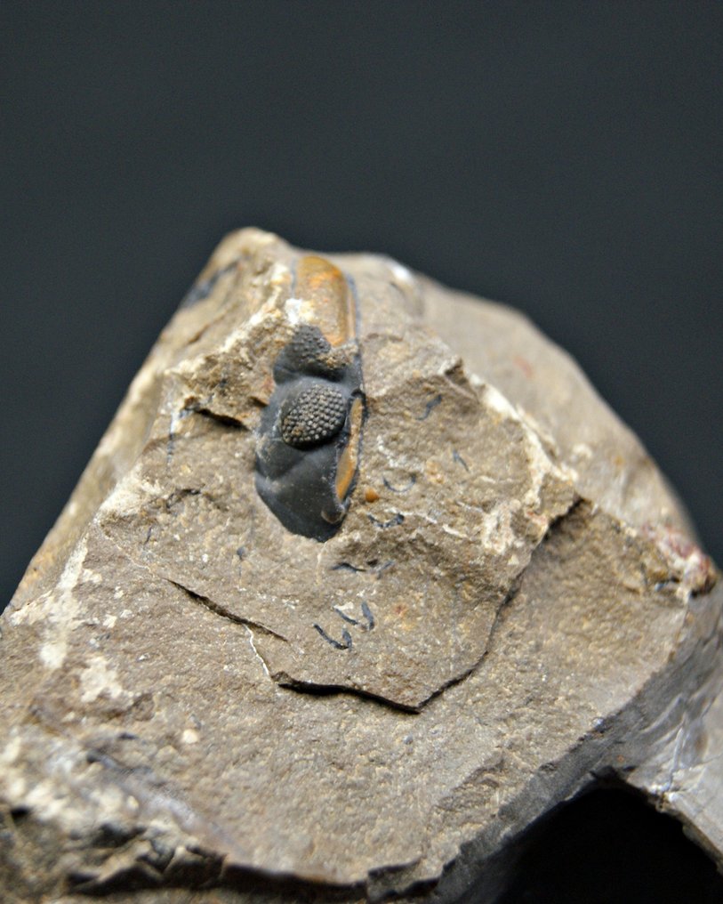 Trilobiet - Fossiele matrix - Zlichovaspis rugosa – ejemplar raro de alta calidad #1.0