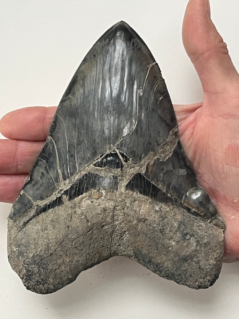 巨大鲨齿，长15.3厘米（6.02英寸） - 牙齿化石 - Carcharocles megalodon #1.0