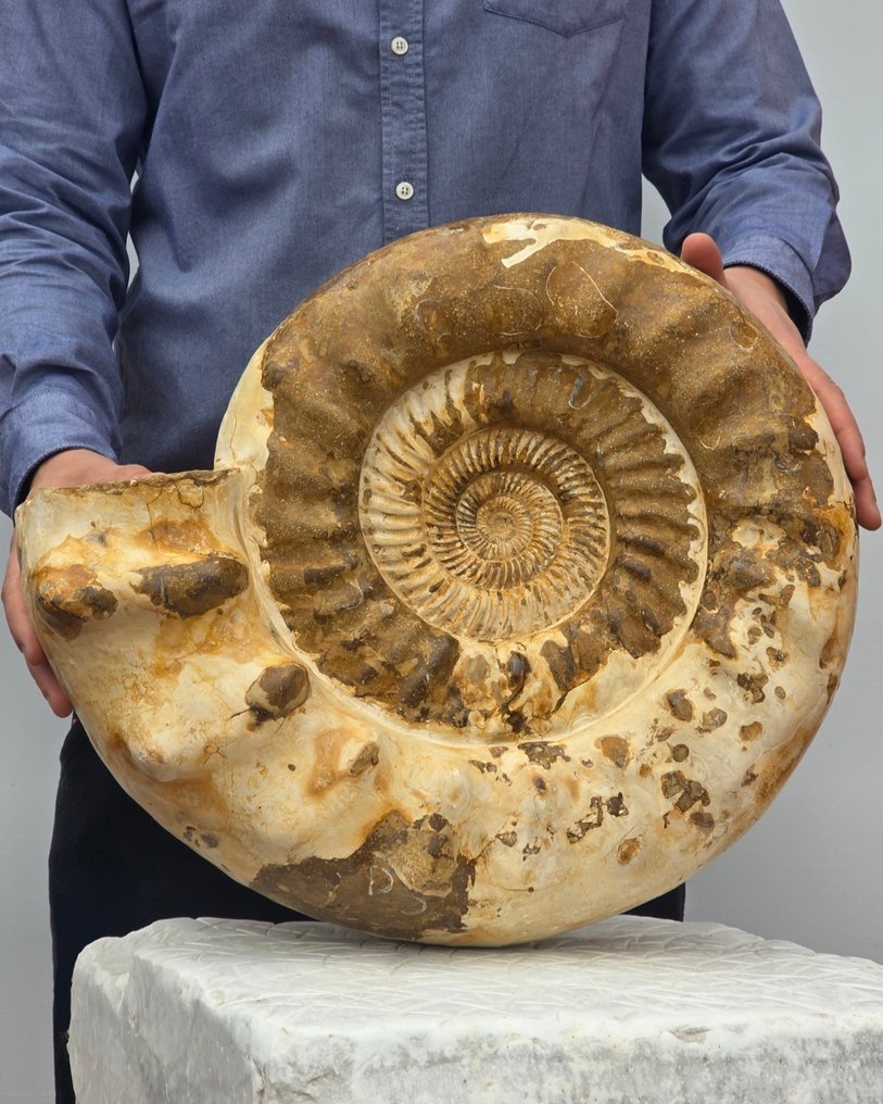 Large Ammonite - 24 kg - Guscio fossilizzato - Perisphinctid - 41 cm #1.0
