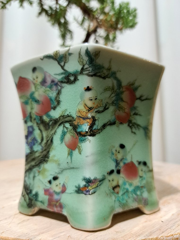 Wacholderbonsai (Juniperus) - Höhe (Baum): 16 cm - Tiefe (Baum): 16 cm - Niederlande #2.1