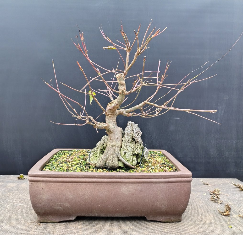 Japanese maple bonsai (Acer palmatum) - Height (Tree): 40 cm - Depth (Tree): 40 cm - Belgium #1.0