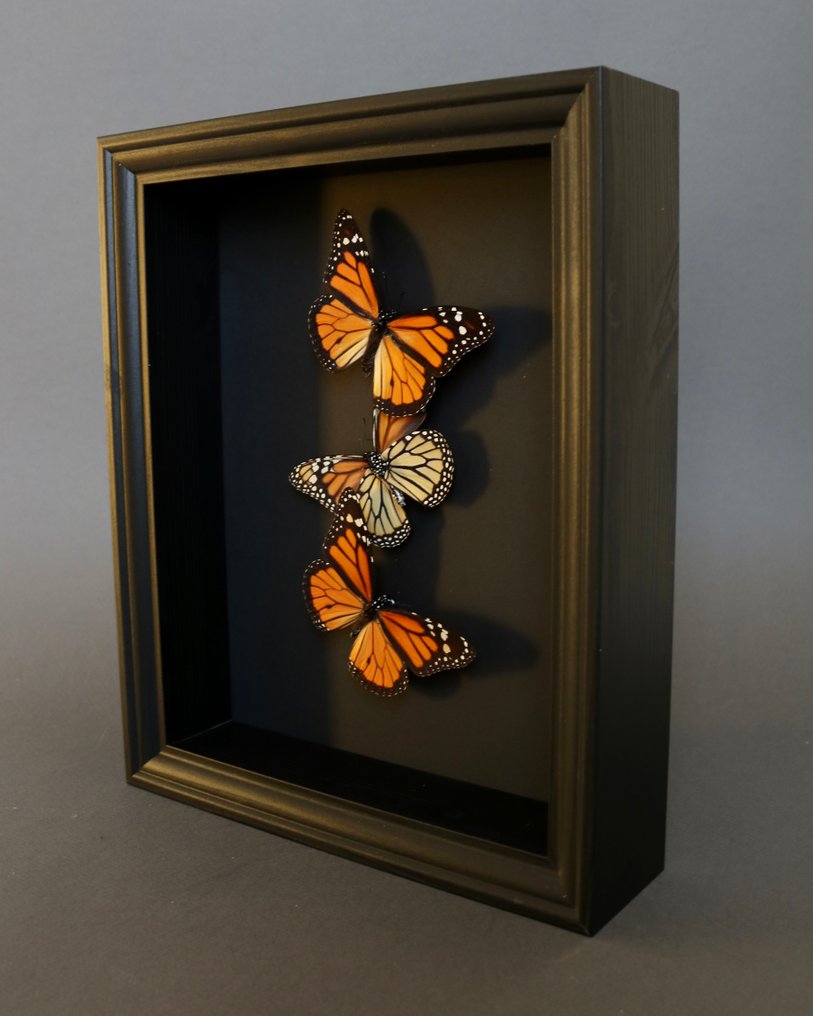 Farfalla Allestimento tassidermico a corpo intero - Danaus plexippus - 25 cm - 20 cm - 5 cm - Specie non CITES - 1 #4.3