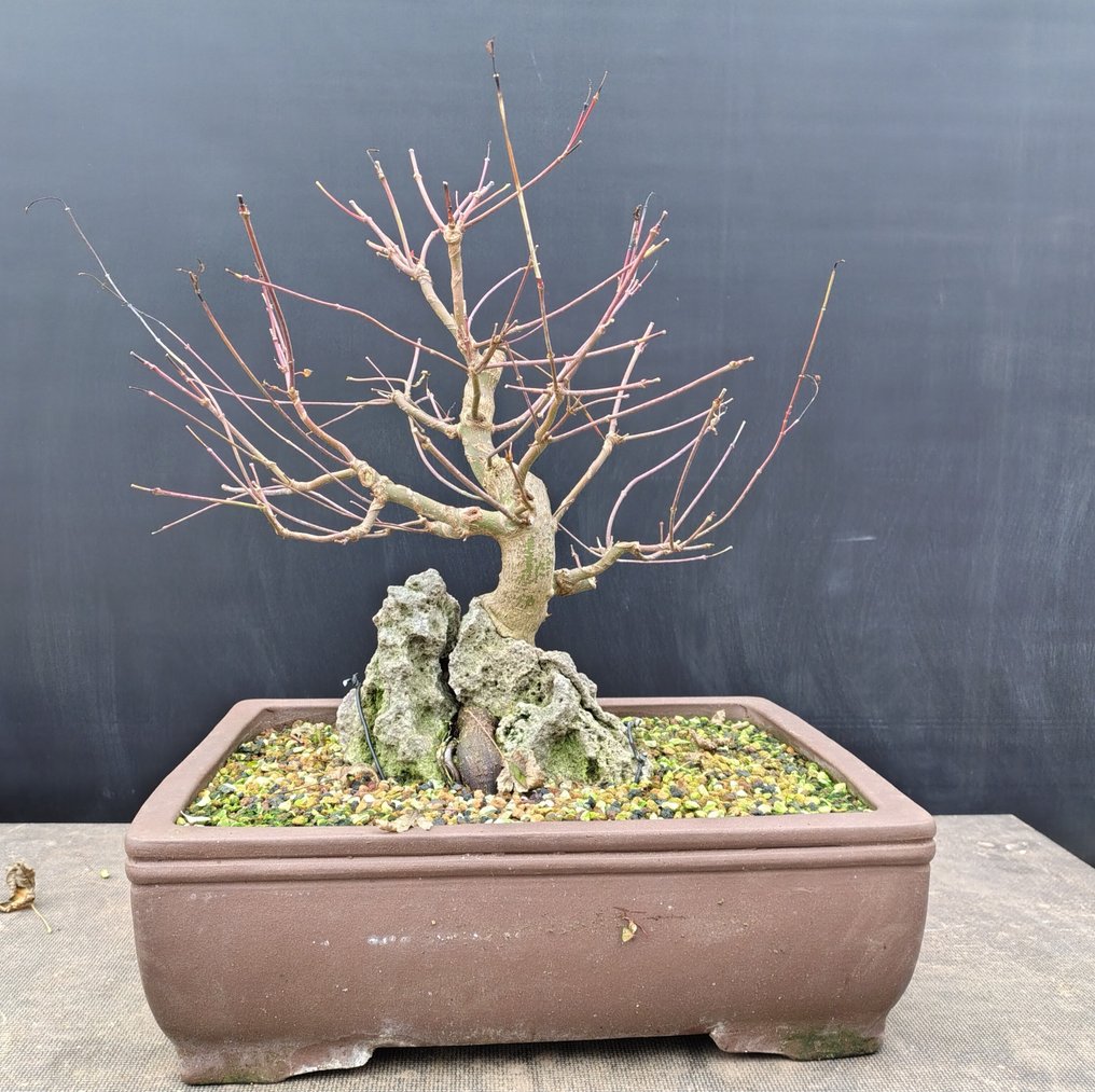 Japanese maple bonsai (Acer palmatum) - Height (Tree): 40 cm - Depth (Tree): 40 cm - Belgium #1.0