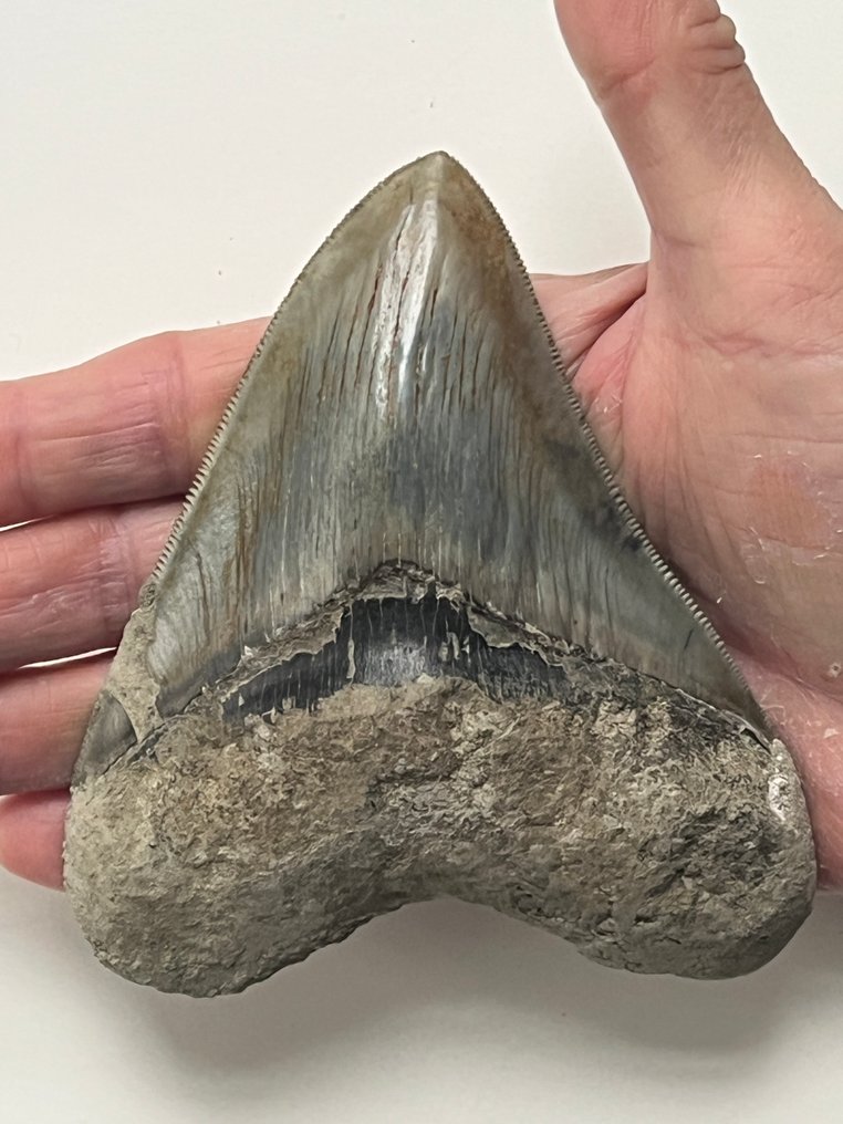 Megalodon tand 11,6 cm - Fossiele tand - Carcharocles megalodon #1.0