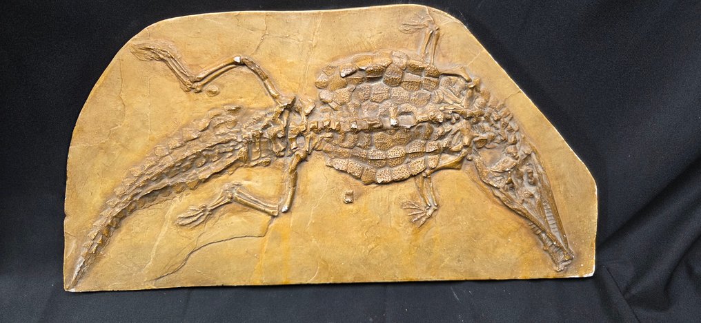 Curiosity Cabinet -Original reproduction of a 168-million-year-old crocodilian (Crocodileimus  - Diorama #2.1