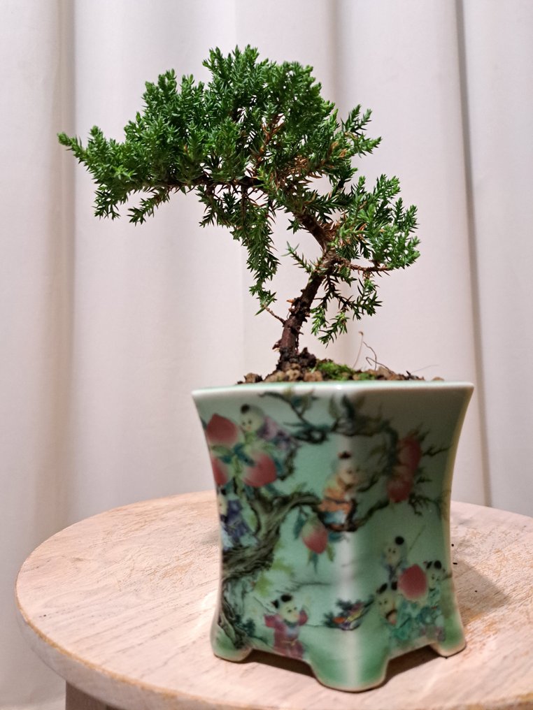 Wacholderbonsai (Juniperus) - Höhe (Baum): 16 cm - Tiefe (Baum): 16 cm - Niederlande #1.0