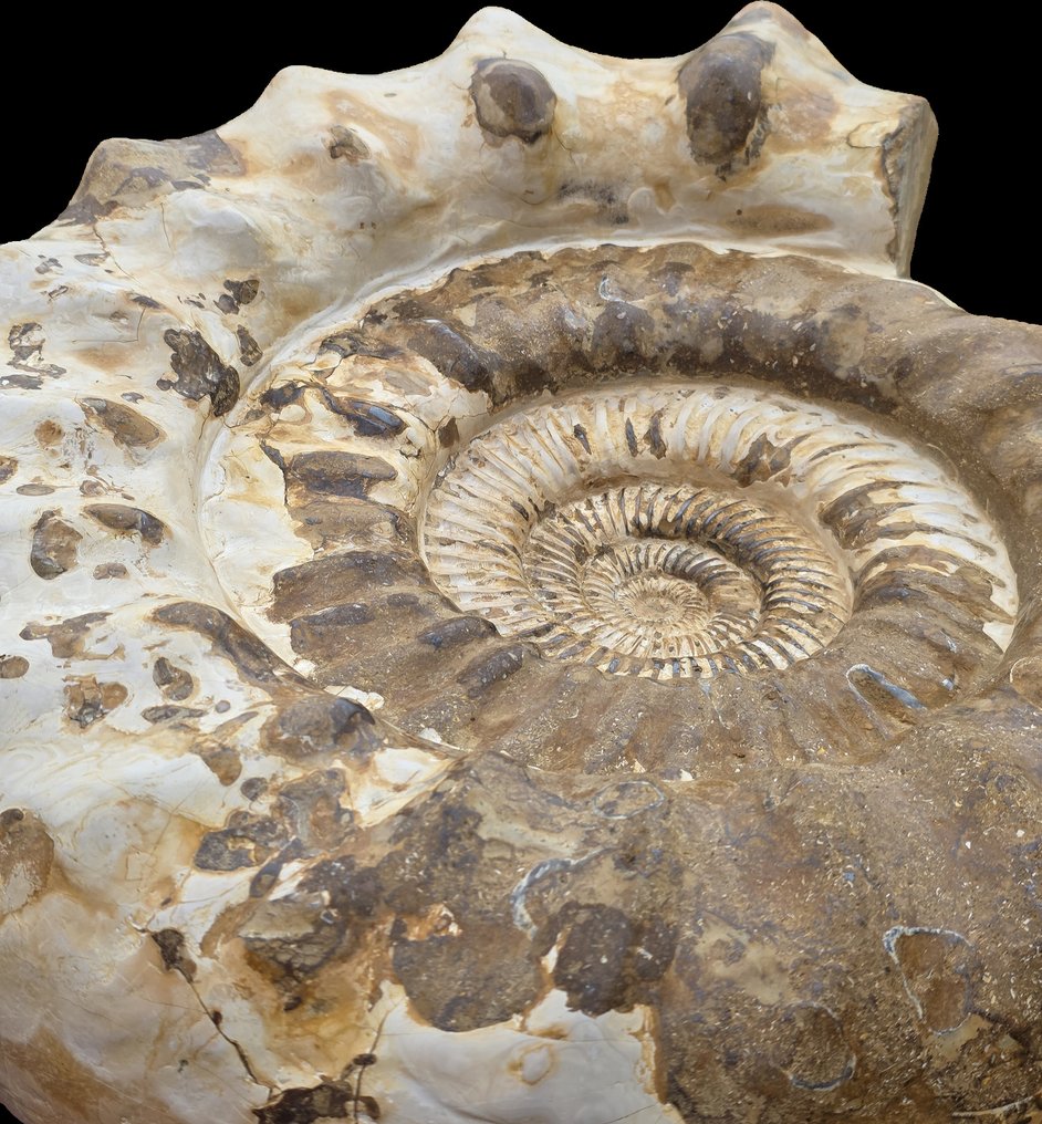 Large Ammonite - 24 kg - Guscio fossilizzato - Perisphinctid - 41 cm #3.2