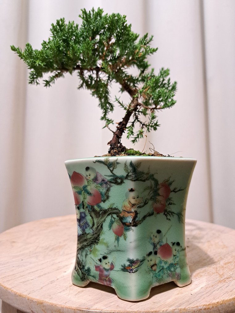 Wacholderbonsai (Juniperus) - Höhe (Baum): 16 cm - Tiefe (Baum): 16 cm - Niederlande #1.0