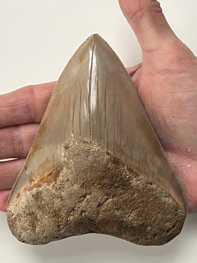 Dent de mégalodon 12,6 cm - Dent fossile - Carcharocles megalodon #2.1
