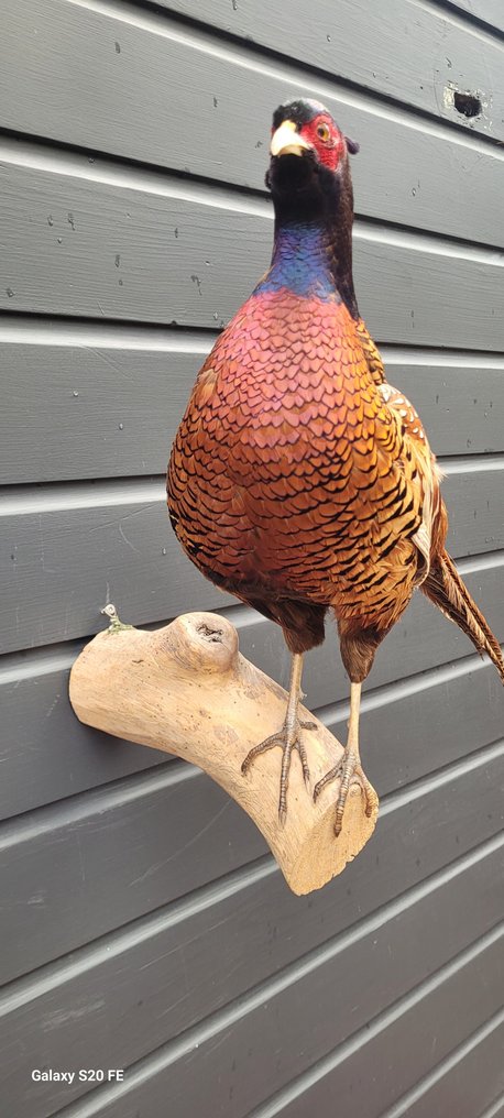 Fagiano Allestimento tassidermico a corpo intero - Phasianus colchicus - 50 cm - 60 cm - 30 cm - Specie non CITES - 1 #1.0