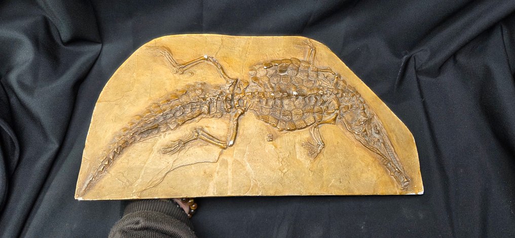 Curiosity Cabinet -Original reproduction of a 168-million-year-old crocodilian (Crocodileimus  - Diorama #1.0