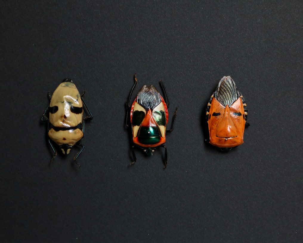 臭虫 標本全身支架 - Catacanthus incarnatus - 18 cm - 13 cm - 2 cm - 非《瀕臨絕種野生動植物國際貿易公約》物種 - 1 #2.1