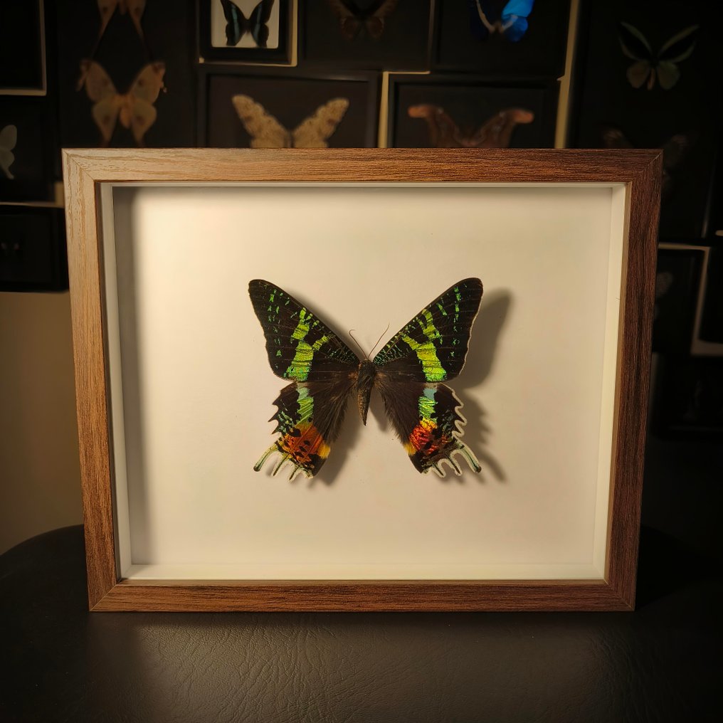 Farfalla Allestimento tassidermico a corpo intero - Urania ripheus - 190 mm - 230 mm - 28 mm #1.0