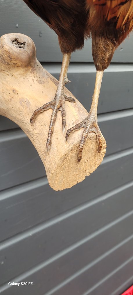 Fagiano Allestimento tassidermico a corpo intero - Phasianus colchicus - 50 cm - 60 cm - 30 cm - Specie non CITES - 1 #2.1