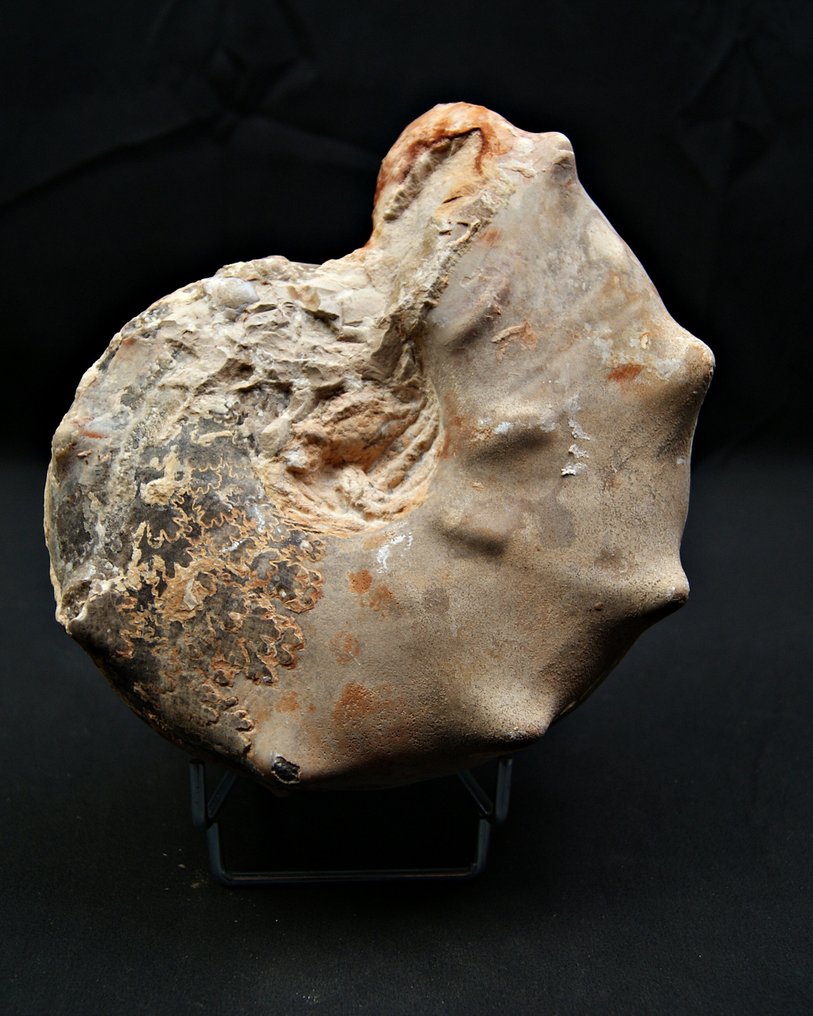 Ammonit - Fossiler Panzer - Mamites nodosoides #1.0