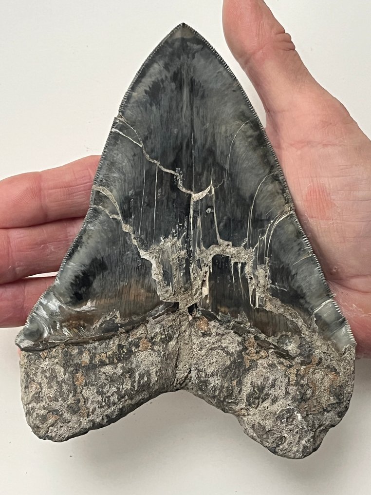 巨大鲨齿，长15.3厘米（6.02英寸） - 牙齿化石 - Carcharocles megalodon #1.0