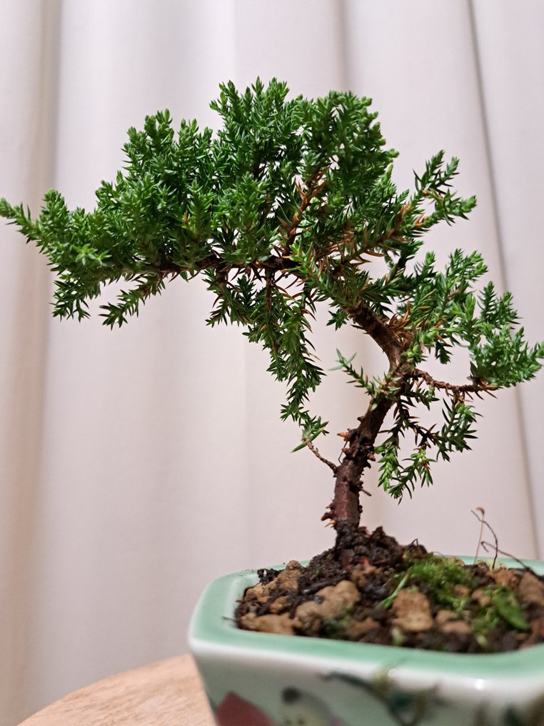 Wacholderbonsai (Juniperus) - Höhe (Baum): 16 cm - Tiefe (Baum): 16 cm - Niederlande #3.2