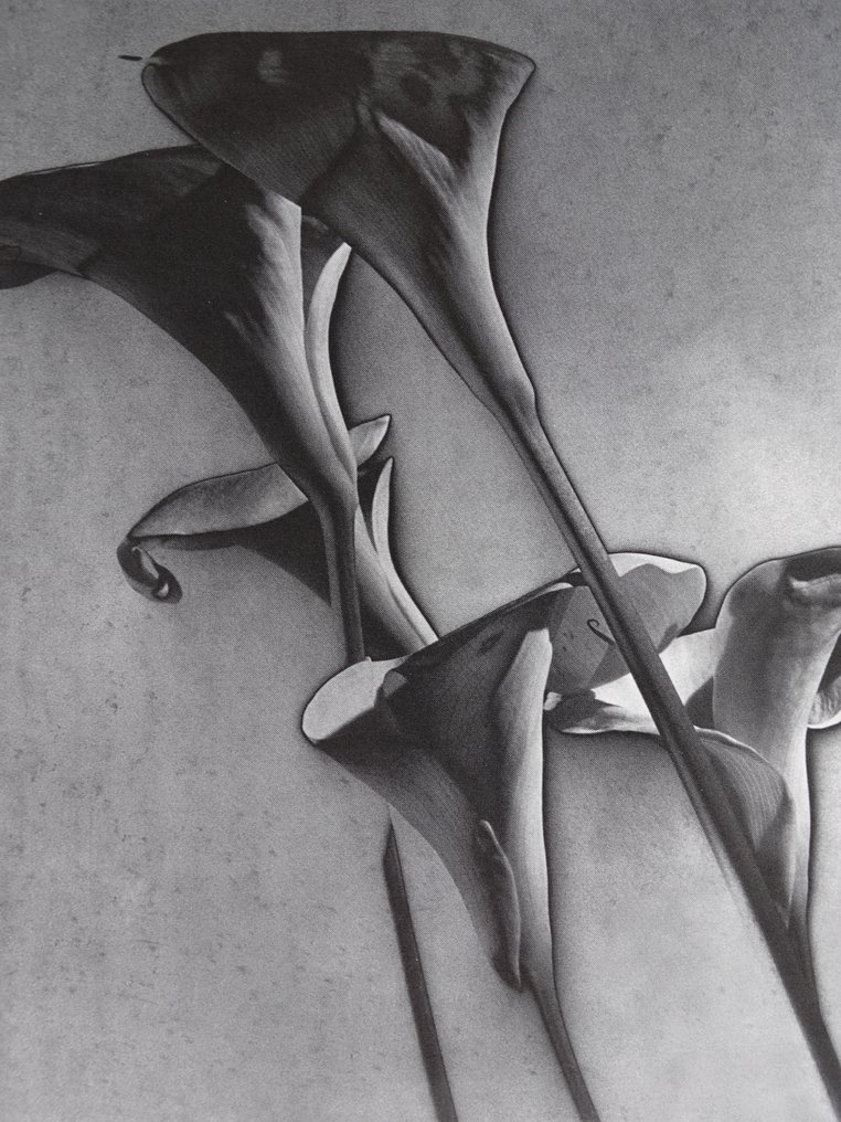 Man Ray (1890–1976) - Flower #1.0
