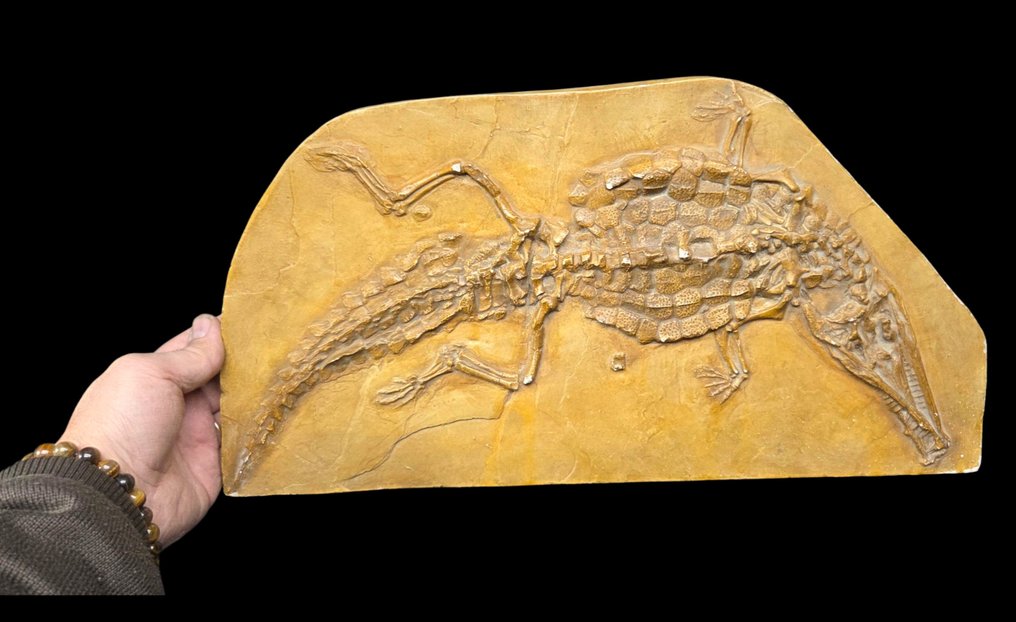 Curiosity Cabinet -Original reproduction of a 168-million-year-old crocodilian (Crocodileimus  - Diorama #1.0