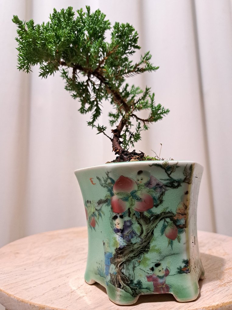 Wacholderbonsai (Juniperus) - Höhe (Baum): 16 cm - Tiefe (Baum): 16 cm - Niederlande #4.3