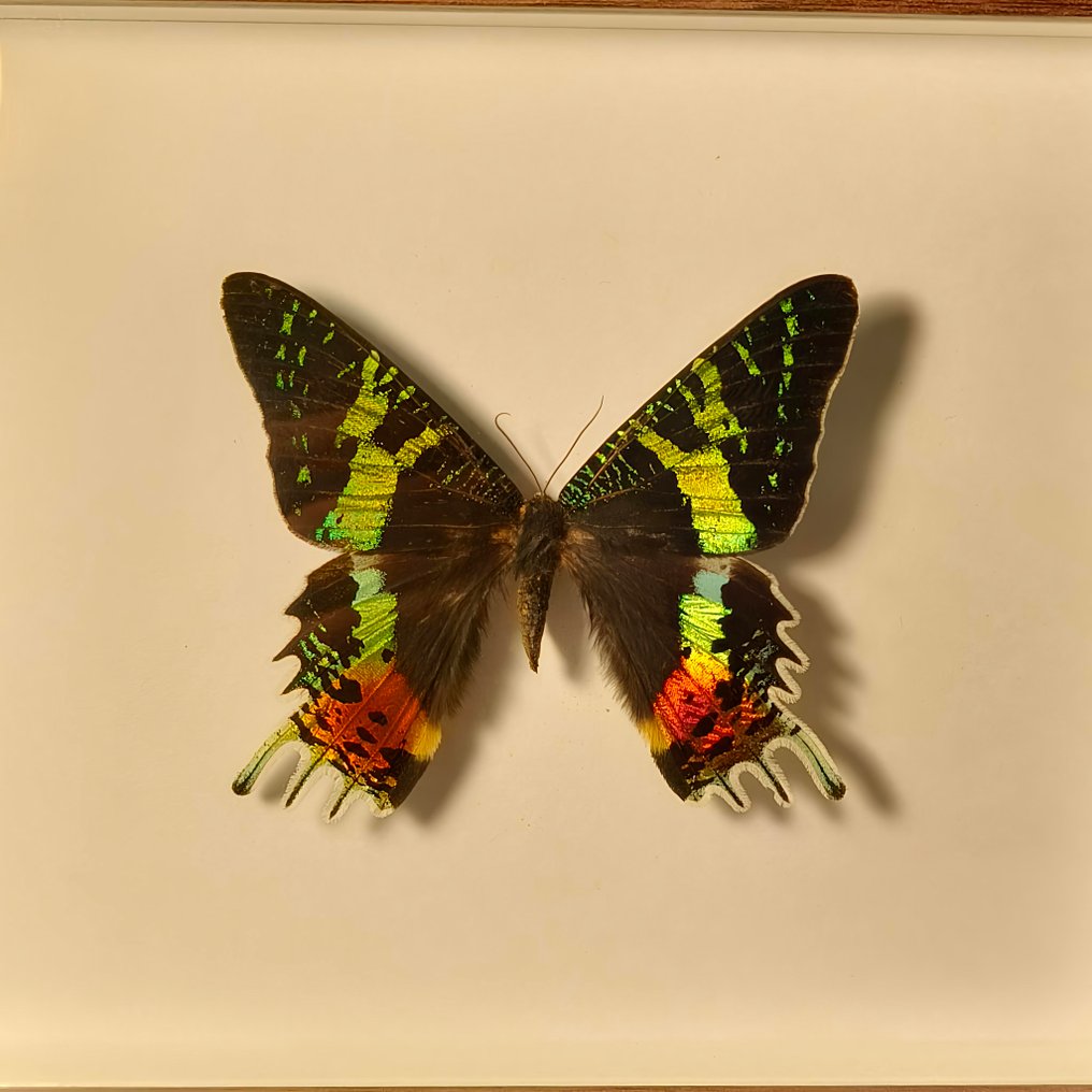 Farfalla Allestimento tassidermico a corpo intero - Urania ripheus - 190 mm - 230 mm - 28 mm #3.2