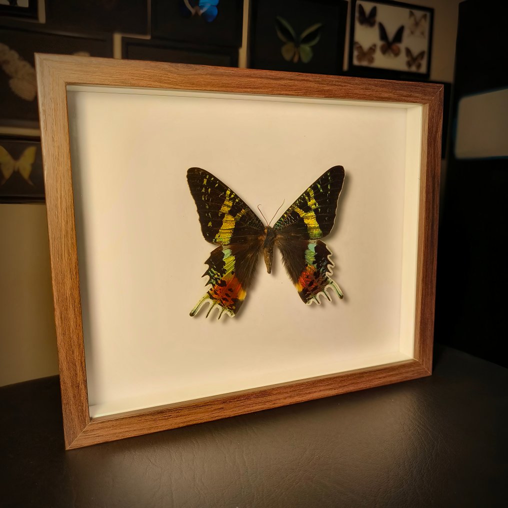 Farfalla Allestimento tassidermico a corpo intero - Urania ripheus - 190 mm - 230 mm - 28 mm #2.1