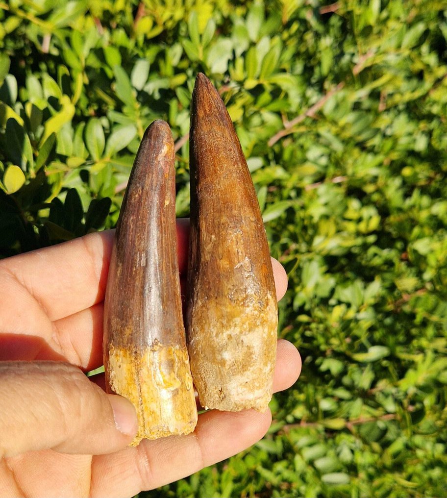 Δεινόσαυρος - Απολιθωμένα δόντια - Spinosaurus aegyptiacus - 11 cm #4.3