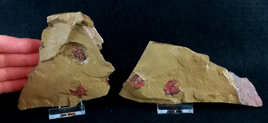 Equinodermo primitivo - Stylophora!!! - Animale fossilizzato - Galliaecystis ubaghsi (Cripps, 1989) - 16 cm - 7 cm #4.3