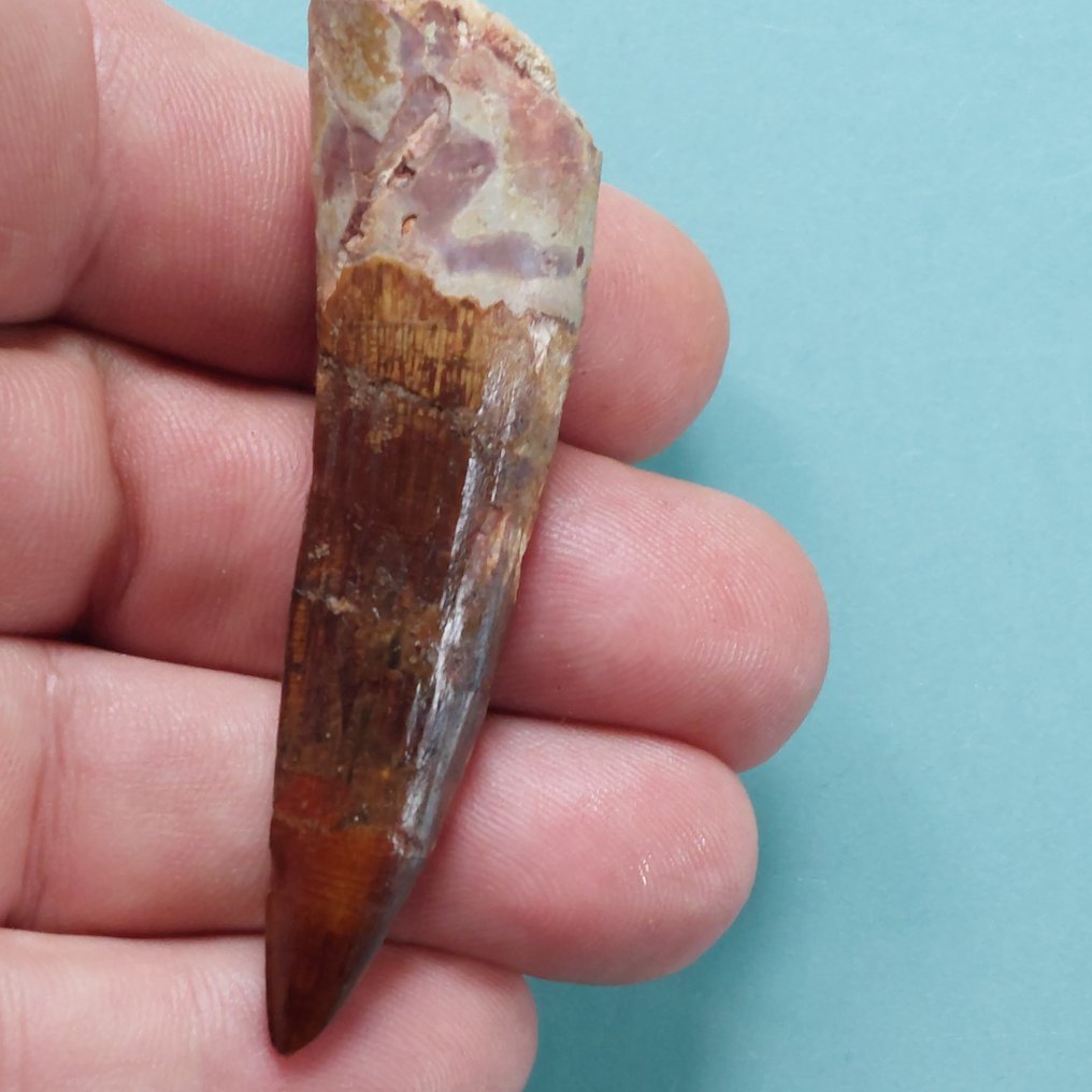 恐龙 - 牙齿化石 - Spinosaurus aegyptiacus - 70 mm - 20 mm #1.0