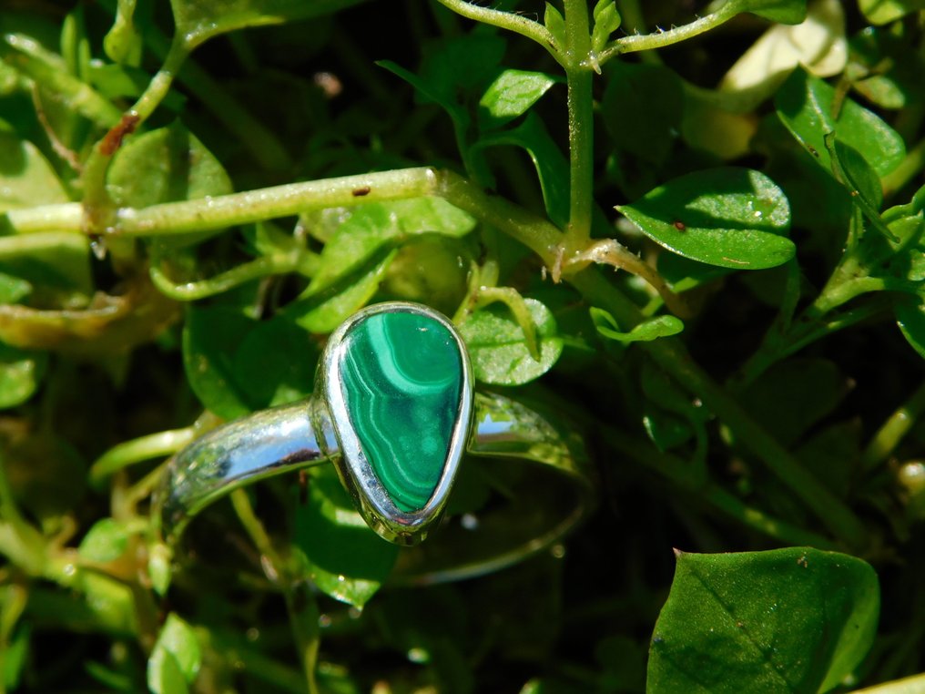 925-ös ezüst gyűrű kiváló minőségű malachitával.- 3.9 g - (1) #1.0