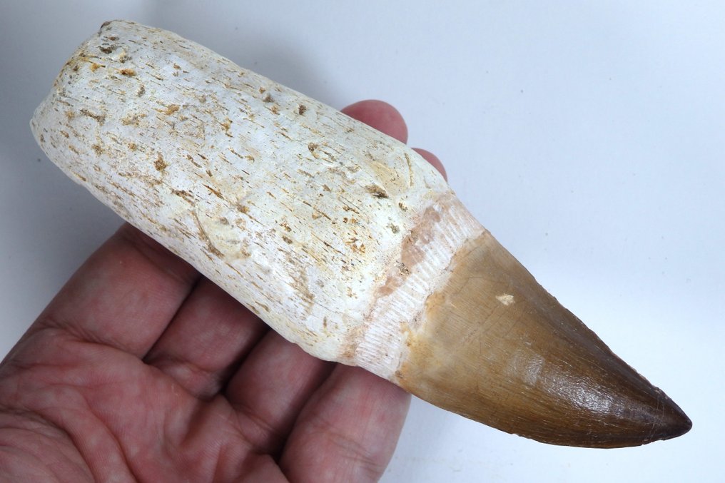 Mosasaur - Fossilised jaw - Leiodon anceps - Fossil tooth - Gorgeous - 153 mm - 45 mm  (No reserve price) #2.1