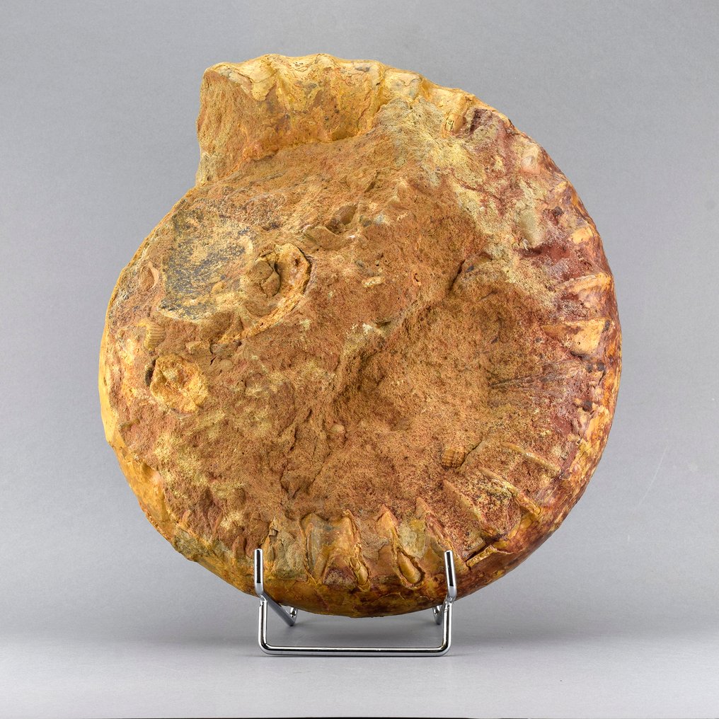 Hervorragene Ammonit mit Bivalve. - Tierfossil - Perisphinctes - 27 cm #4.3