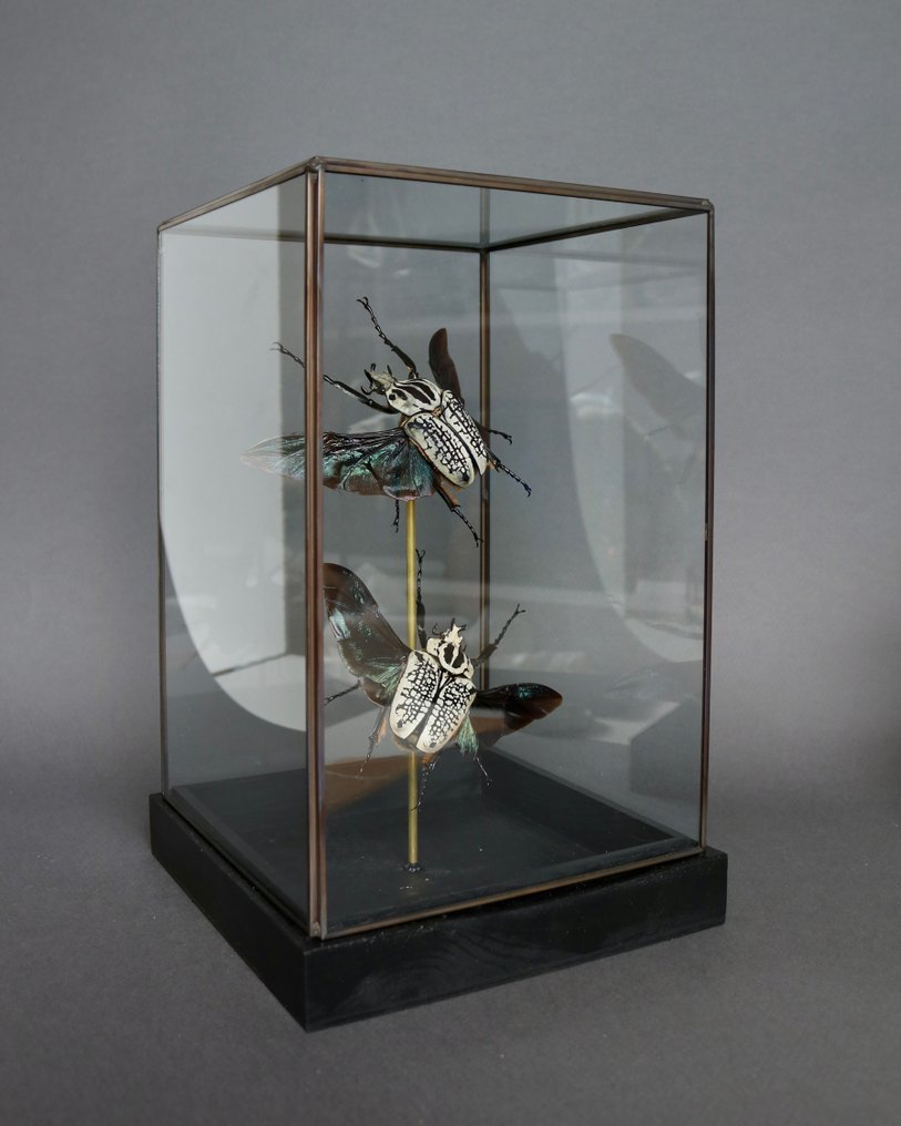 Σκαθάρι Βάση ταρίχευσης ολόκληρου σώματος - Goliathus orientalis - 30 cm - 18 cm - 18 cm - Είδη που δεν ανήκουν στο CITES - 1 #1.0