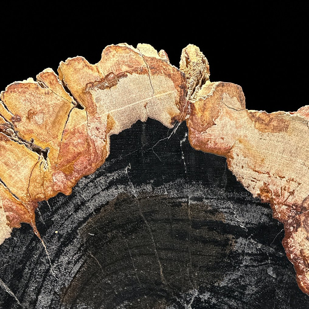 令人惊叹的化石木片，放置在定制底座上。 - 化石木材 - 29.3 cm - 27.3 cm  (没有保留价) #4.3