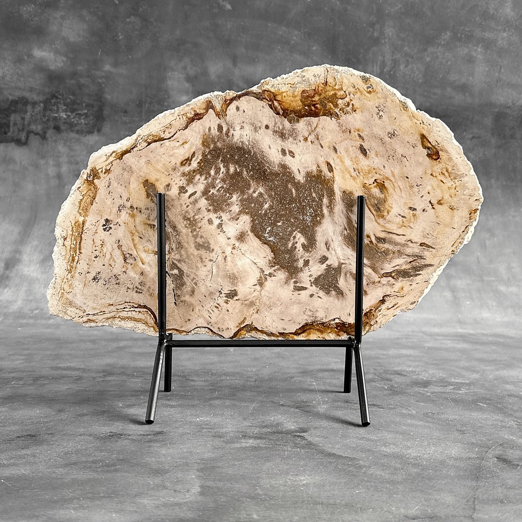 Εντυπωσιακή φέτα πετρωμένου ξύλου σε προσαρμοσμένη βάση. - Απολιθωμένο ξύλο - 32.5 cm - 42.7 cm  (χωρίς τιμή ασφαλείας) #1.0