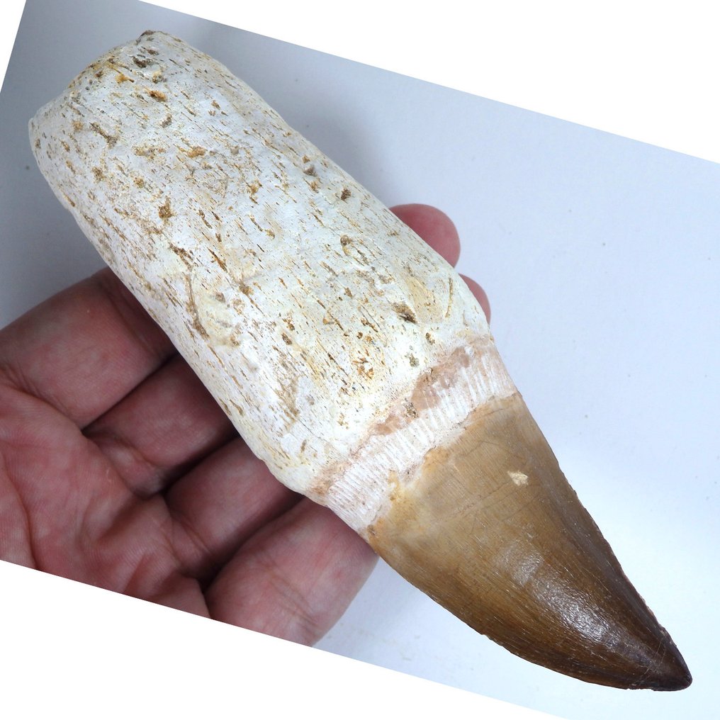 Mosasaur - Fossilised jaw - Leiodon anceps - Fossil tooth - Gorgeous - 153 mm - 45 mm  (No reserve price) #1.0