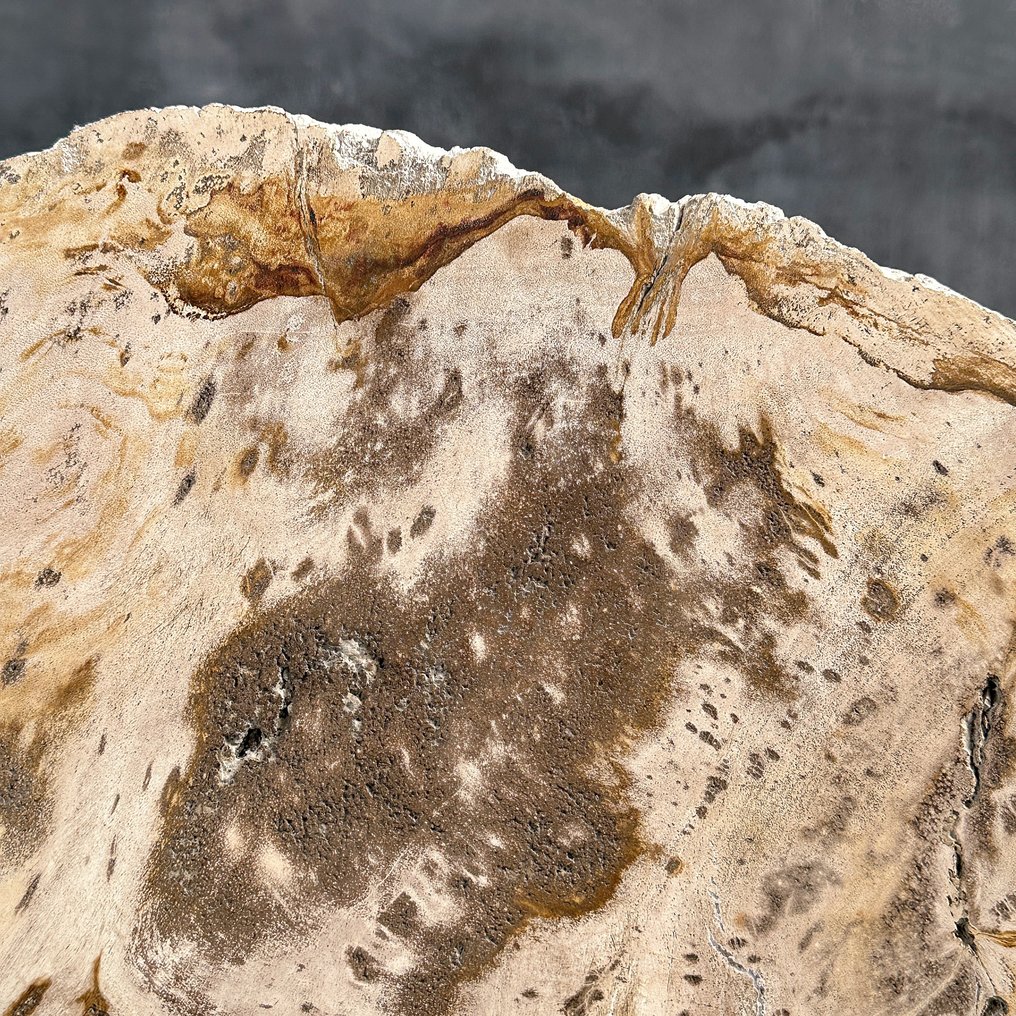 Εντυπωσιακή φέτα πετρωμένου ξύλου σε προσαρμοσμένη βάση. - Απολιθωμένο ξύλο - 32.5 cm - 42.7 cm  (χωρίς τιμή ασφαλείας) #4.3