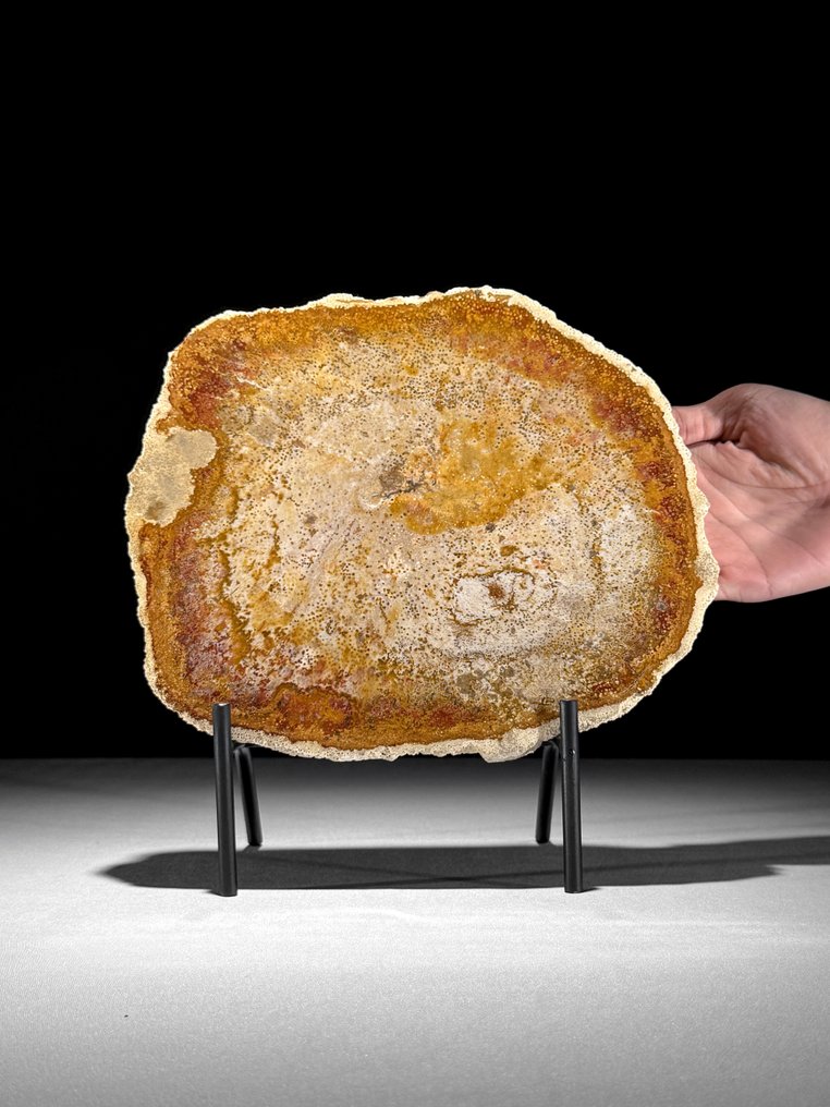 Felie uimitoare de rădăcină de palmier pietrificată pe un suport personalizat - Lemn fosilizat - Palma Fossile - 26 cm - 26 cm (Fără preț de rezervă) #1.0