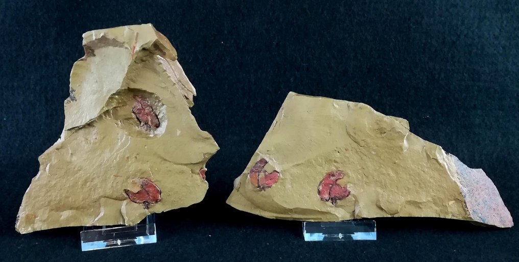 Equinodermo primitivo - Stylophora!!! - Animale fossilizzato - Galliaecystis ubaghsi (Cripps, 1989) - 16 cm - 7 cm #3.2