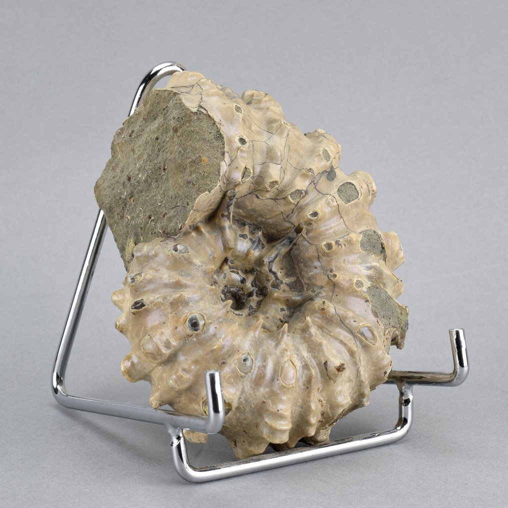 Ammonite - Απολιθωμένο ζώο - Douvilleiceras inaequinodum - 9.5 cm #1.0