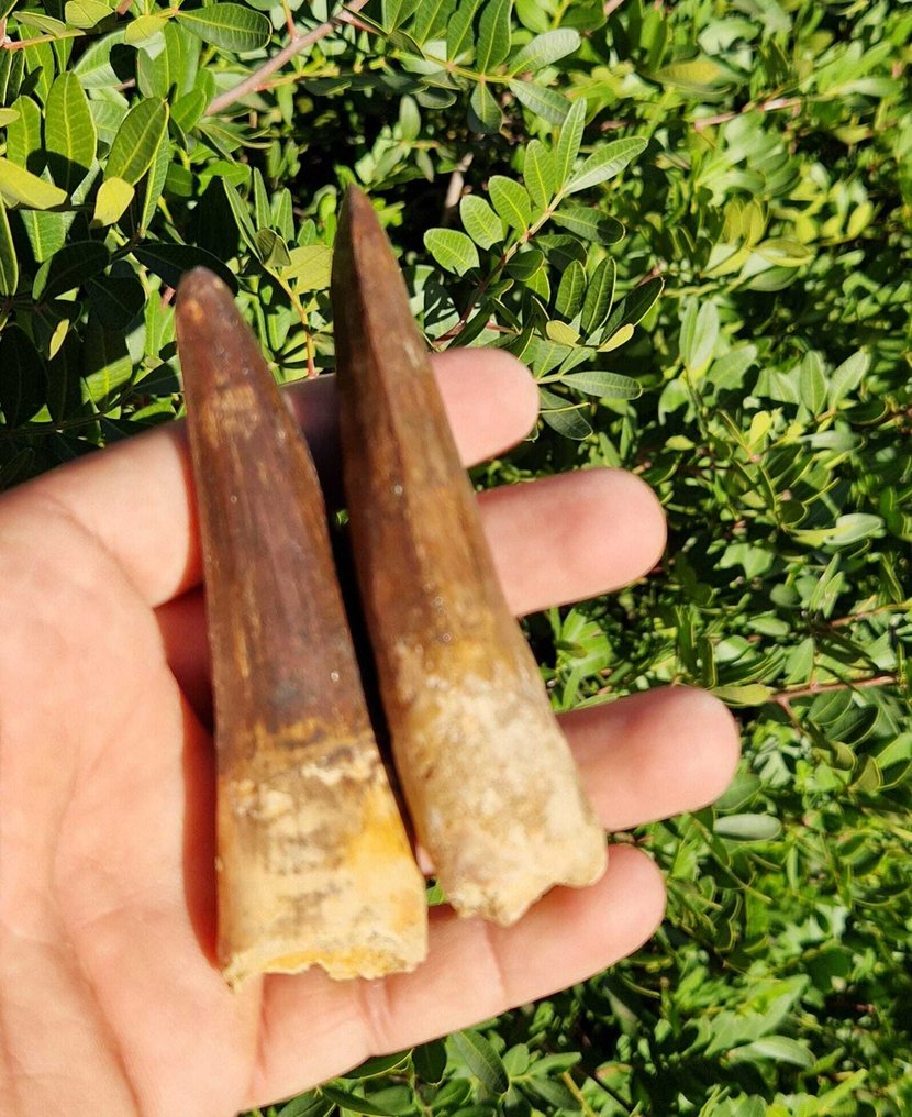 Δεινόσαυρος - Απολιθωμένα δόντια - Spinosaurus aegyptiacus - 11 cm #2.1