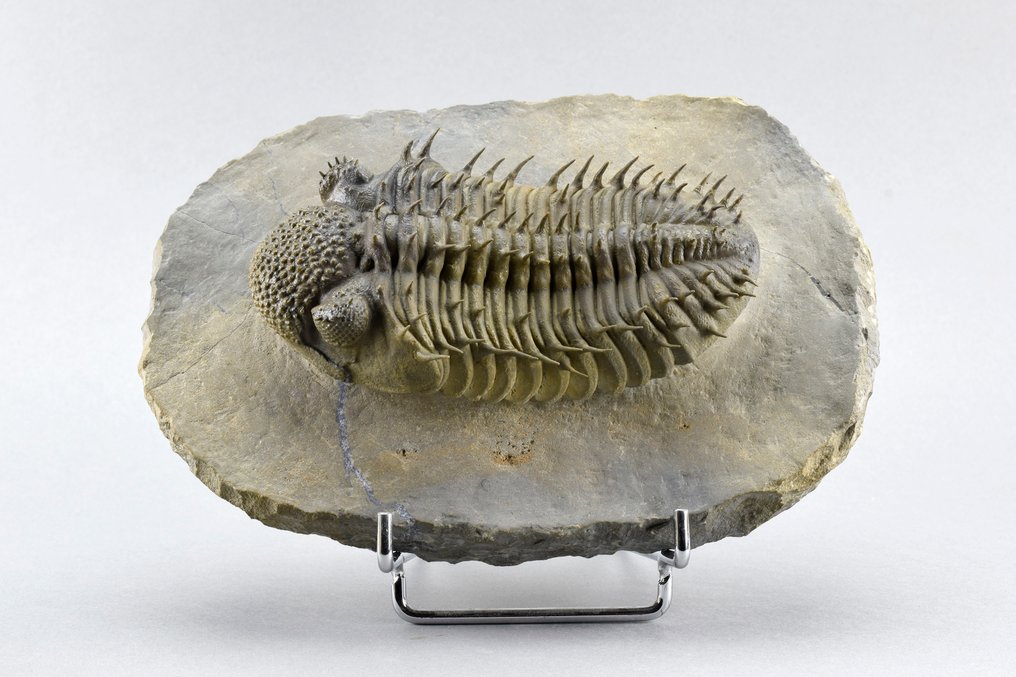 Trilobit - Forstenet dyr - Drotops armatus - 11.5 cm #1.0