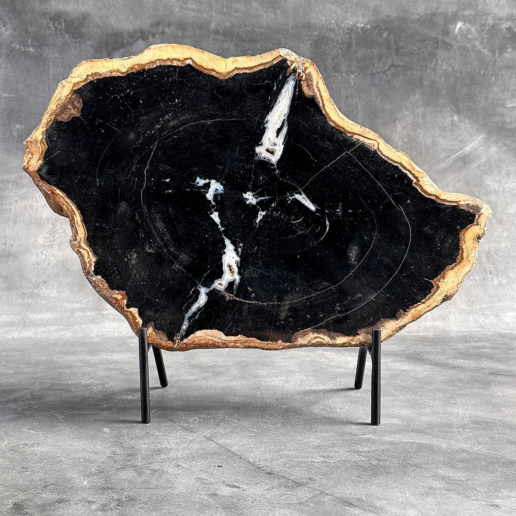 Stunning Slice of Petrified Wood on a custom stand - Fossilised wood - 31.2 cm - 39.5 cm (No Reserve Price) #2.1