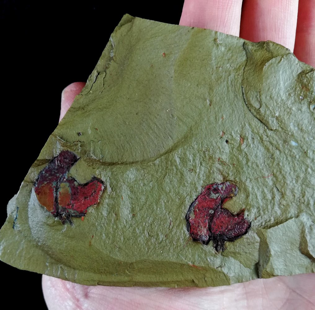 Equinodermo primitivo - Stylophora!!! - Animale fossilizzato - Galliaecystis ubaghsi (Cripps, 1989) - 16 cm - 7 cm #2.1